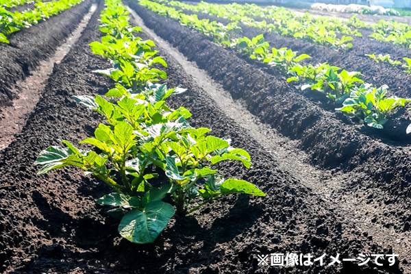 野菜農家画像