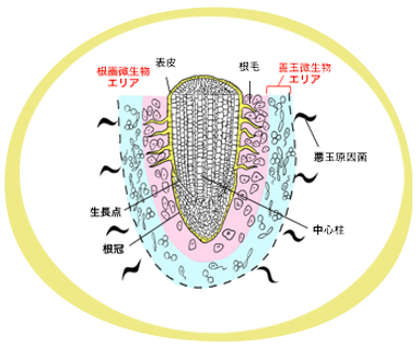 残夢の正夢…土中の玉(善玉菌)物語